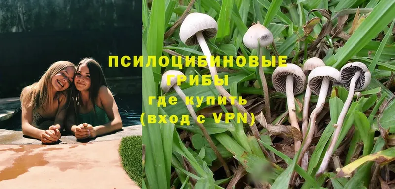 Галлюциногенные грибы Psilocybine cubensis  наркотики  MEGA онион  Железногорск 